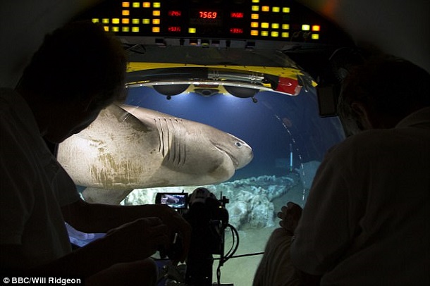 Субмарину зі знімальною групою BBC атакували акули